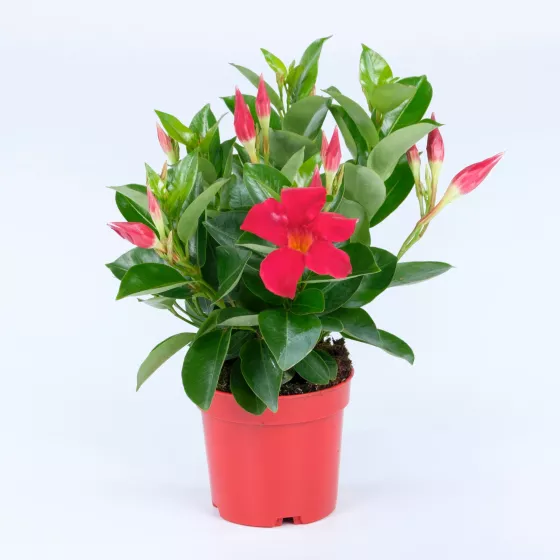 Madinia® Deep Red