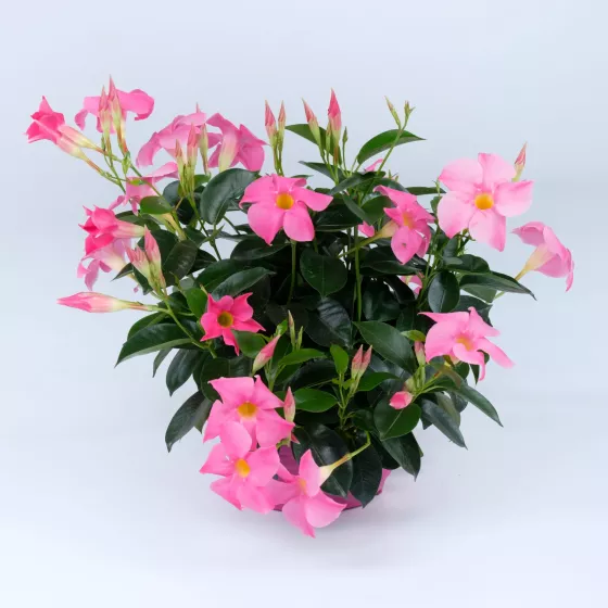 Madinia® Pink
