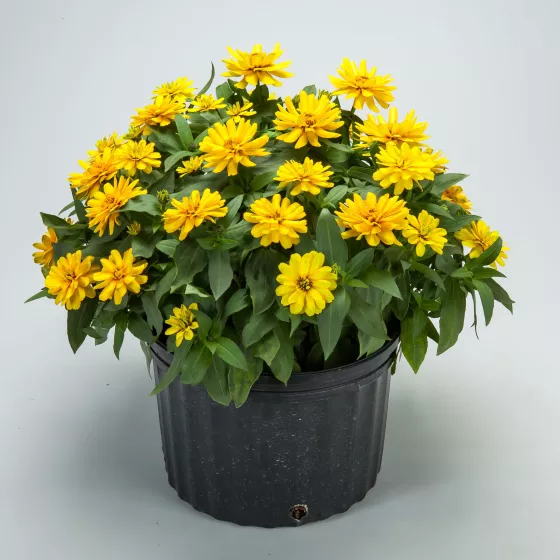 Zydeco™ Deep Yellow