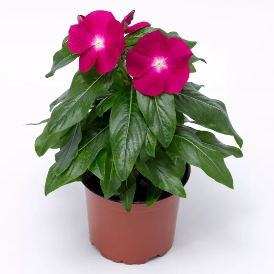 Cora® XDR Cranberry