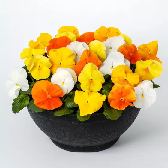 Delta™ Pro Citrus Mix