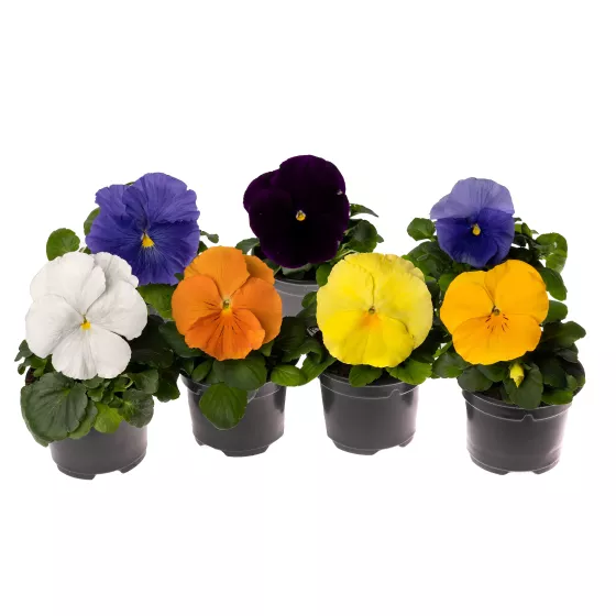 Delta™ Pro Clear Colors Mix