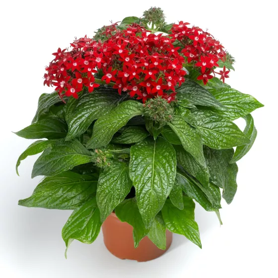 HoneyCluster™ Red