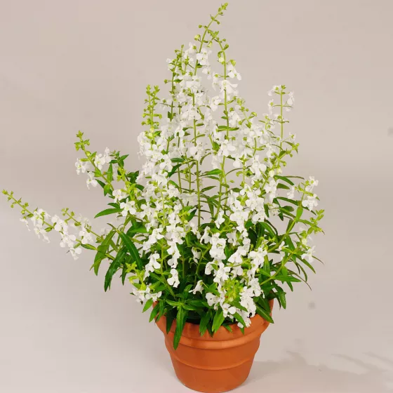 Carita™ White | Syngenta Flowers