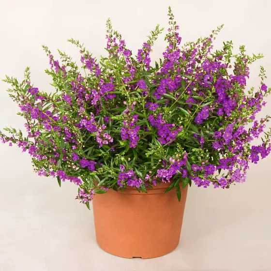Carita™ Cascade Deep Purple