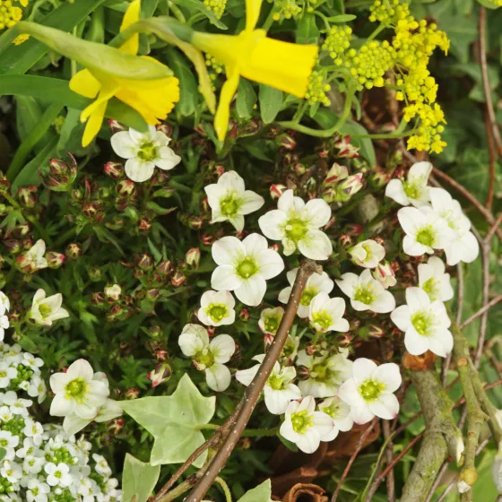 Touran™ Large White