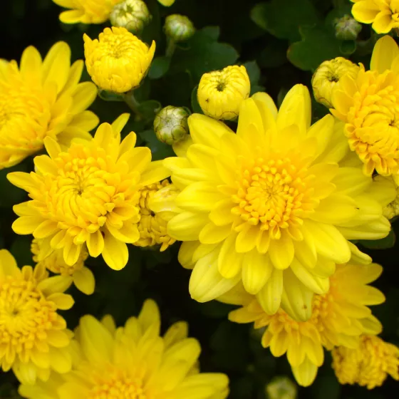 Wilma™ Yellow