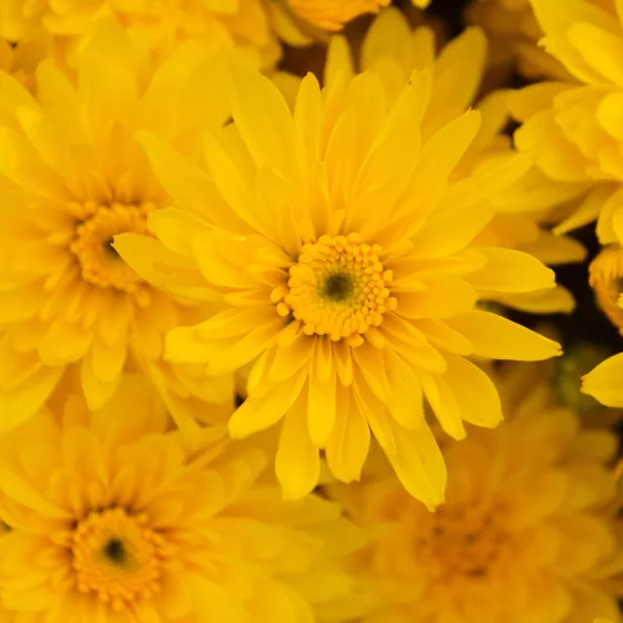 Yolanda™ Yellow