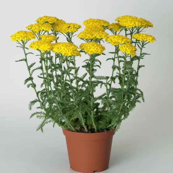 Desert Eve™ Yellow