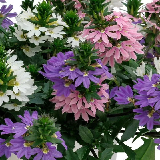 Fanatix™ Spring Spirit™ Mix