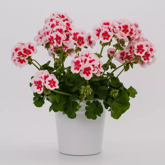 Americana® White Splash Imp.