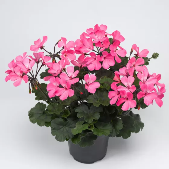 Caliente® Pink