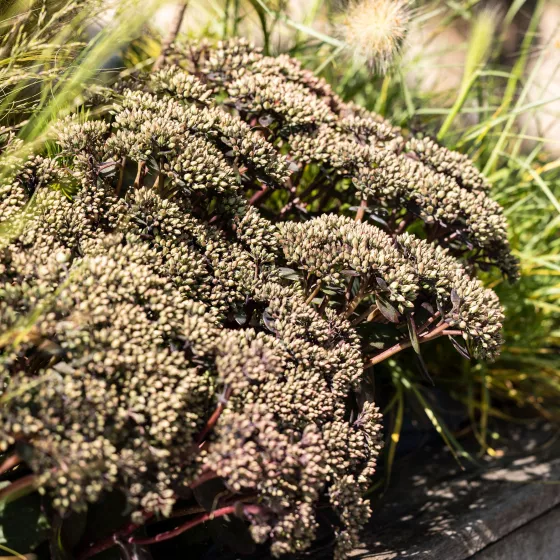 Red Rocks Flower Hot Rocks™ Dark Leaf Red | Syngenta Flowers
