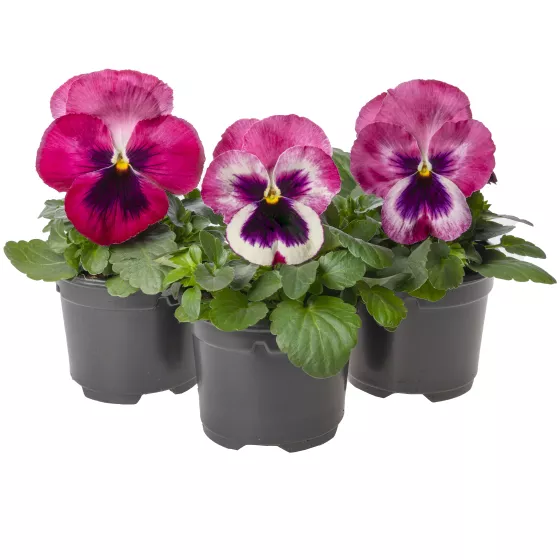 Select Pink with Blotch