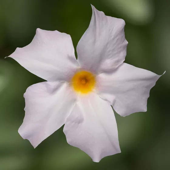 Madinia® Petite White Blush