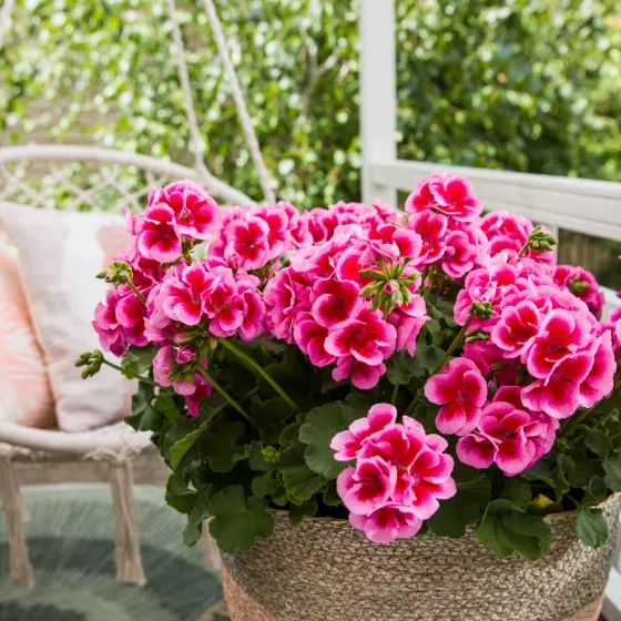 Calliope® Large Rose Mega Splash