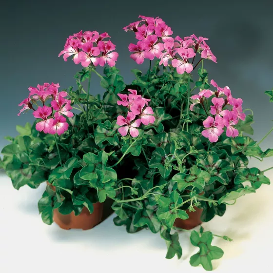 Tornado™ Bicolor Duet