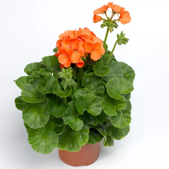 Maverick™ Orange