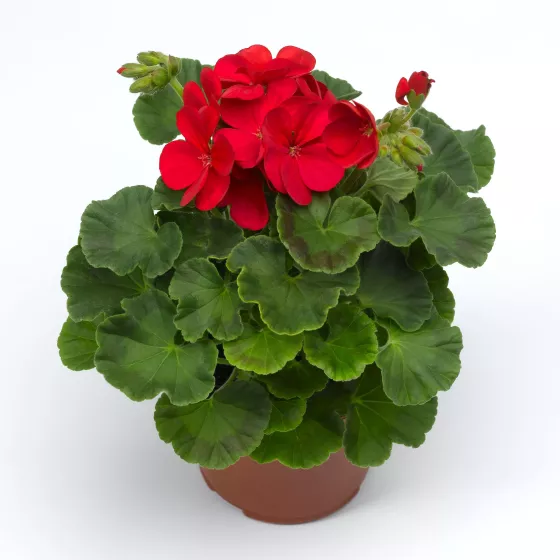 Multibloom™ Red