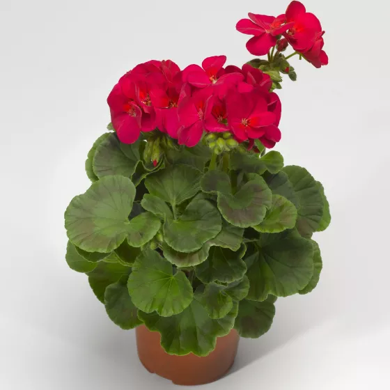 Multibloom™ Violet