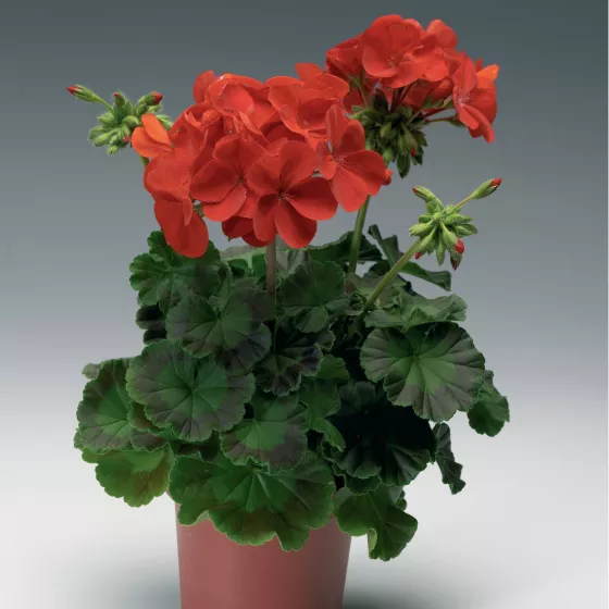 Pinto™ Premium Deep Red