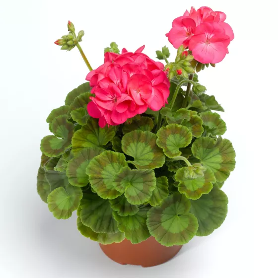 Pinto™ Premium Deep Rose
