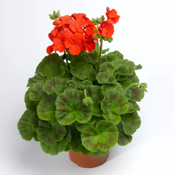 Pinto™ Premium Deep Scarlet