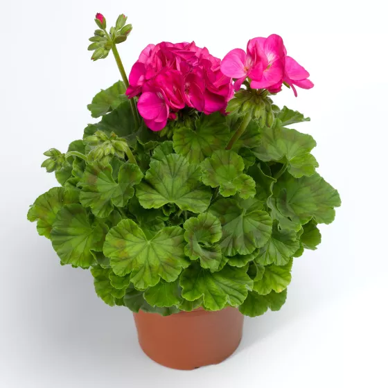 Pinto™ Premium Lavender Rose