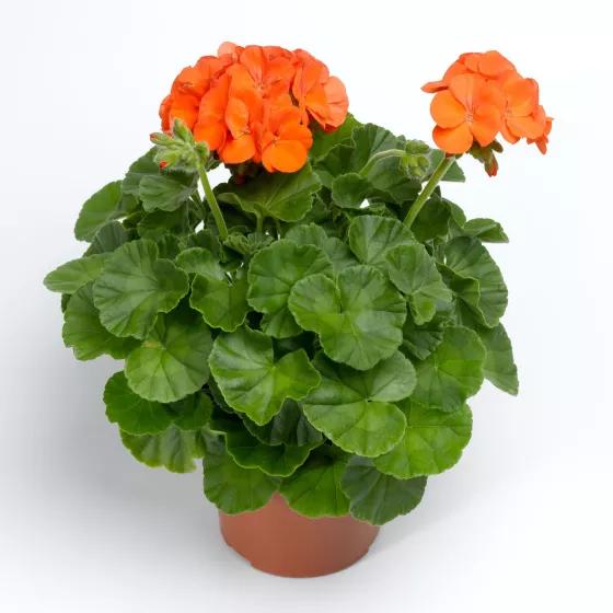 Pinto™ Premium Orange