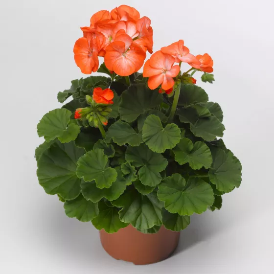 Pinto™ Premium Orange Bicolor