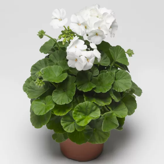 Pinto™ Premium White