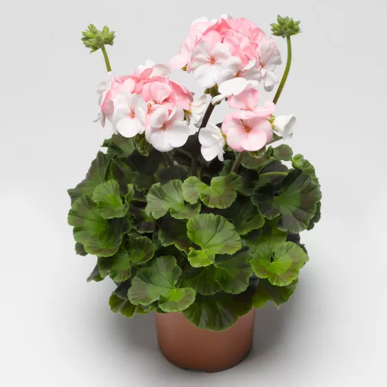 Pinto™ Premium White to Rose
