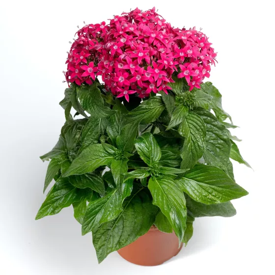 HoneyCluster™ Deep Rose