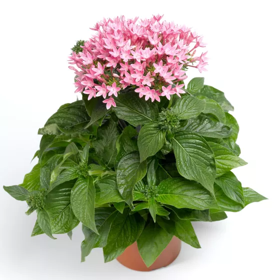 HoneyCluster™ Pink