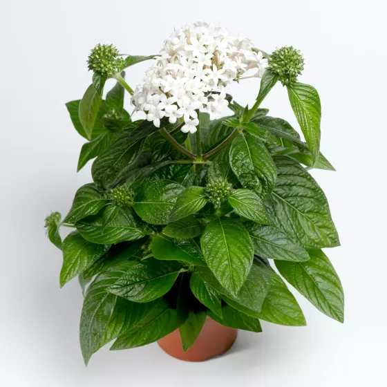 HoneyCluster™ White