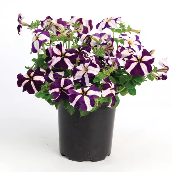 TriTunia™ Blue Star
