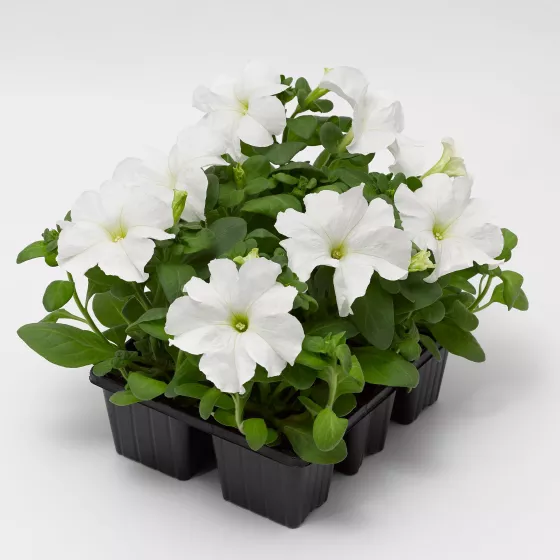 TriTunia™ Fresh White