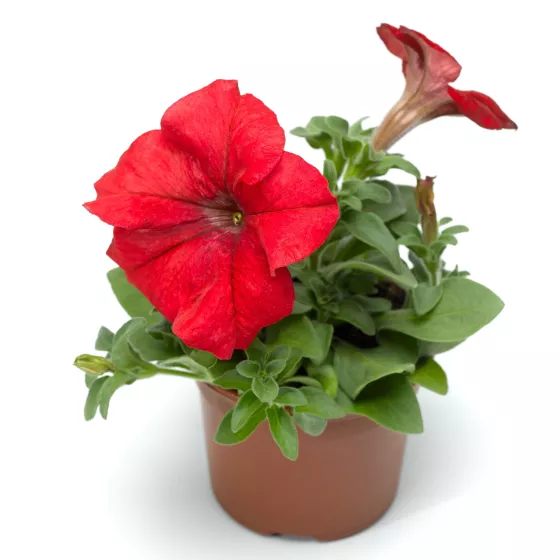 TriTunia™ Red