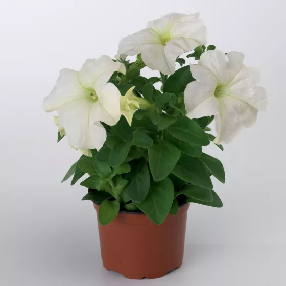 TriTunia™ White