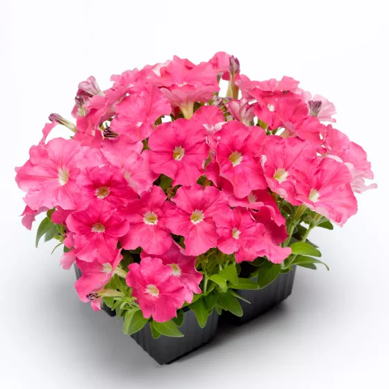 Picobella™ Pink