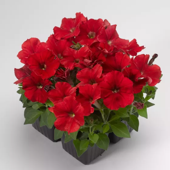 Picobella™ Red