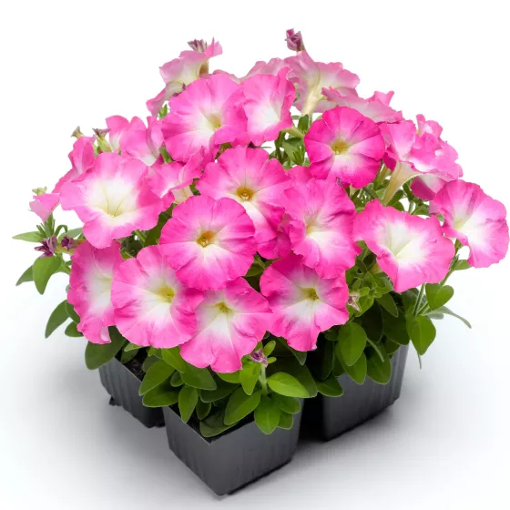Picobella™ Rose Morn