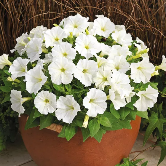 Picobella™ White