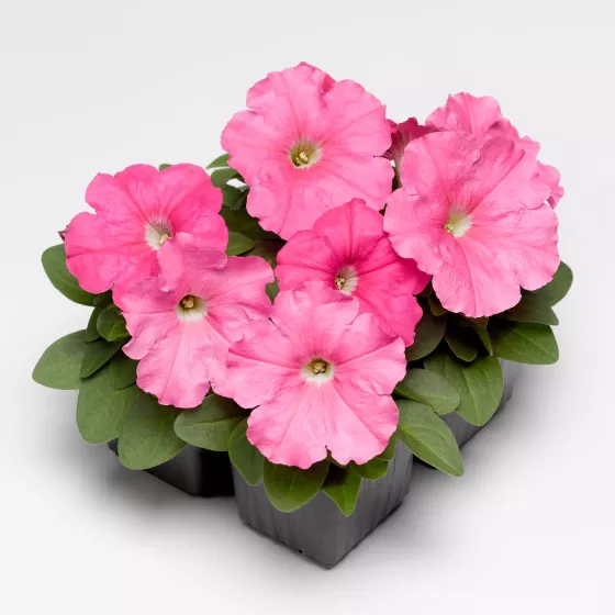 Damask™ Pink