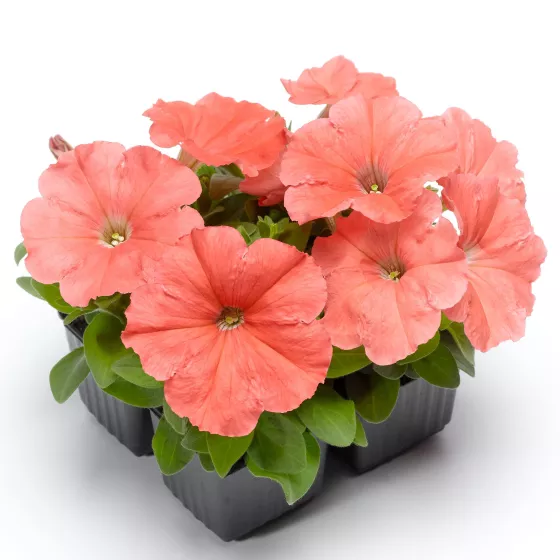 Damask™ Salmon