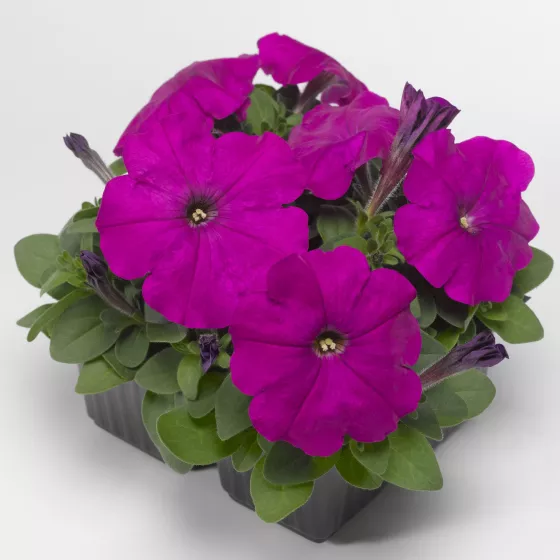 Damask™ Violet