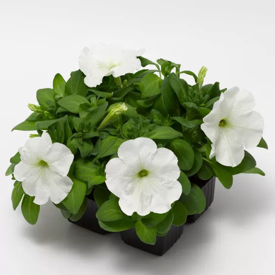 Damask™ White