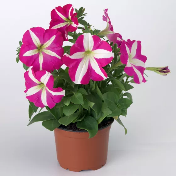 Hurrah™ Rose Star