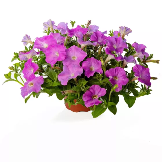 FlashForward™ Lavender