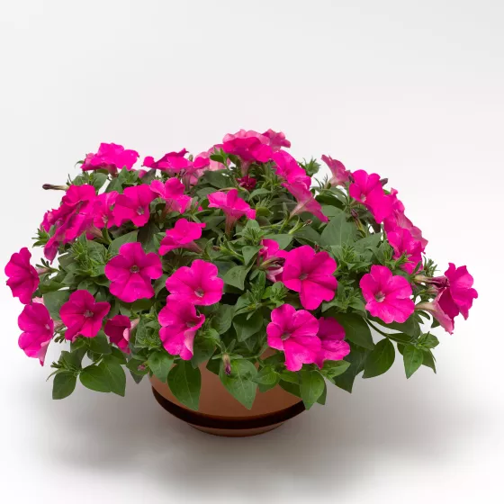 FotoFinish® Pink